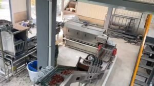 coffee cherry processing line